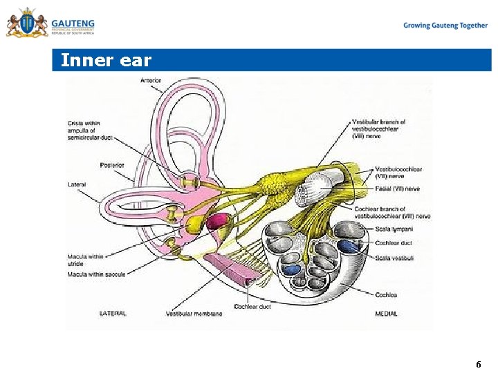 Inner ear 6 