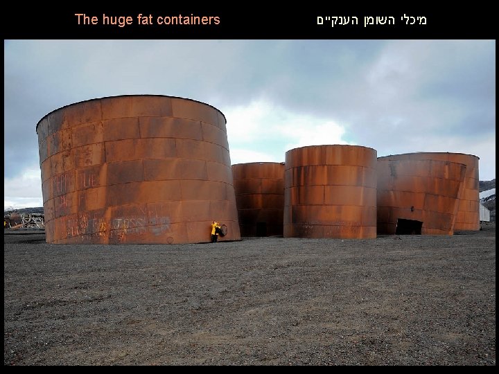The huge fat containers מיכלי השומן הענקיים 