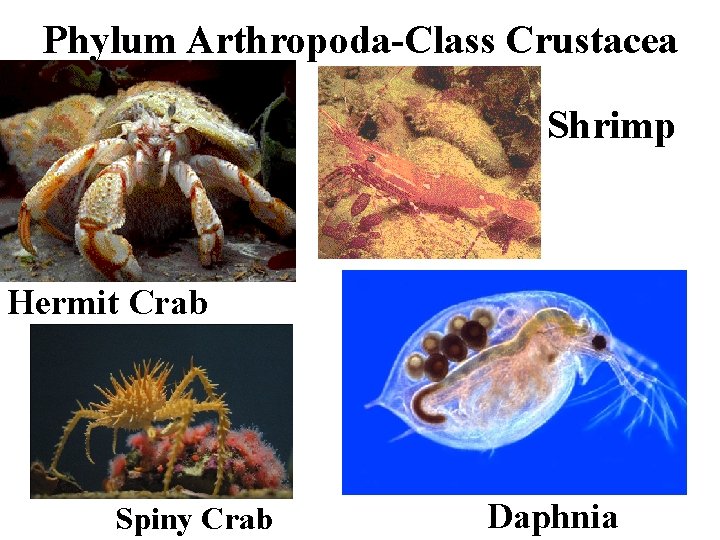 Phylum Arthropoda-Class Crustacea Shrimp Hermit Crab Spiny Crab Daphnia 