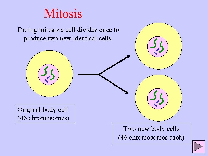 Mitosis During mitosis a cell divides once to produce two new identical cells. Original