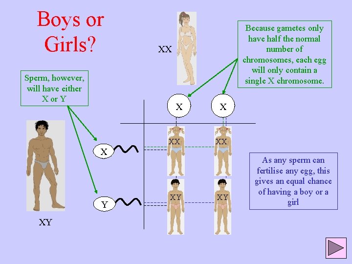 Boys or Girls? Sperm, however, will have either X or Y Because gametes only