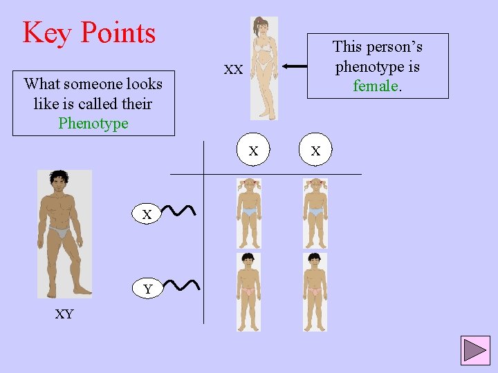 Key Points What someone looks like is called their Phenotype This person’s phenotype is