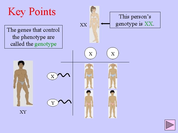 Key Points The genes that control the phenotype are called the genotype This person’s