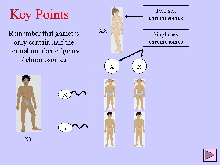 Key Points Remember that gametes only contain half the normal number of genes /