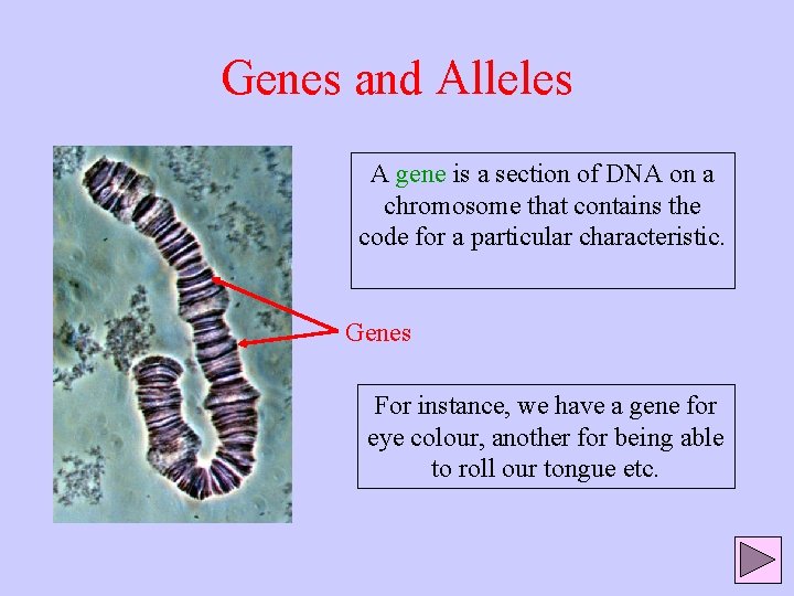 Genes and Alleles A gene is a section of DNA on a chromosome that