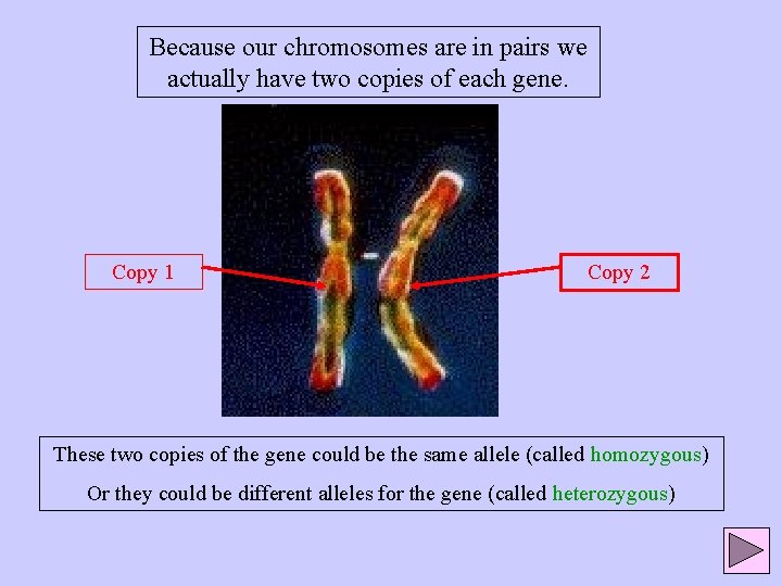 Because our chromosomes are in pairs we actually have two copies of each gene.