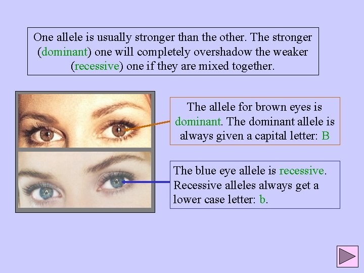 One allele is usually stronger than the other. The stronger (dominant) one will completely