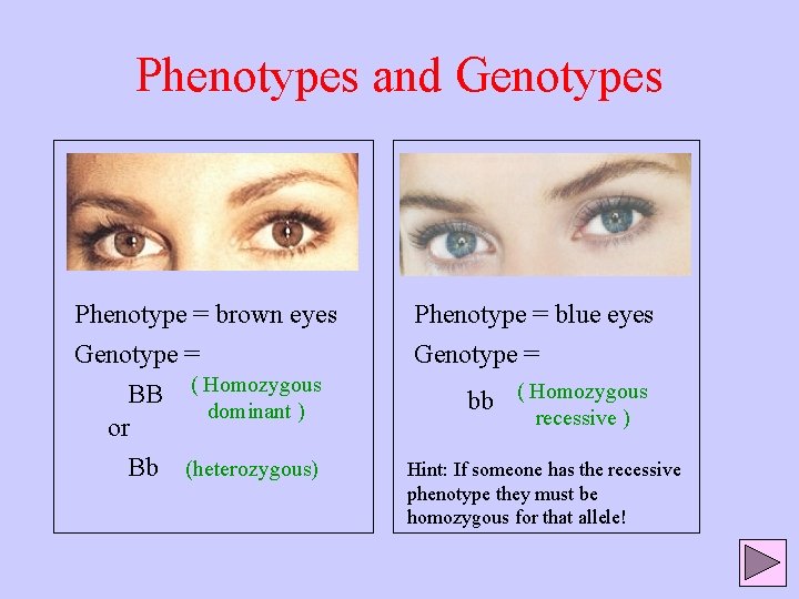 Phenotypes and Genotypes Phenotype = brown eyes Genotype = BB ( Homozygous dominant )