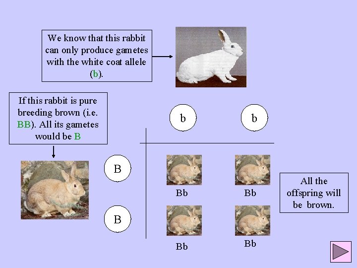 We know that this rabbit can only produce gametes with the white coat allele
