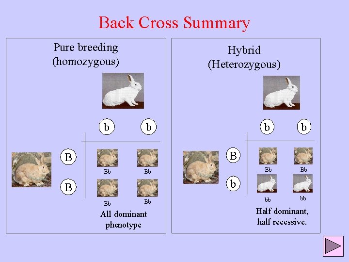 Back Cross Summary Pure breeding (homozygous) b Hybrid (Heterozygous) b b b Bb Bb