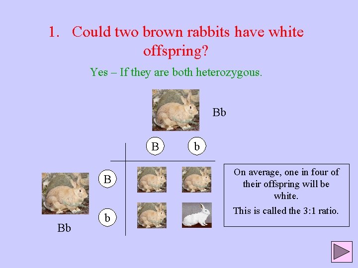 1. Could two brown rabbits have white offspring? Yes – If they are both