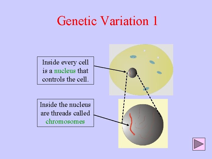 Genetic Variation 1 Inside every cell is a nucleus that controls the cell. Inside
