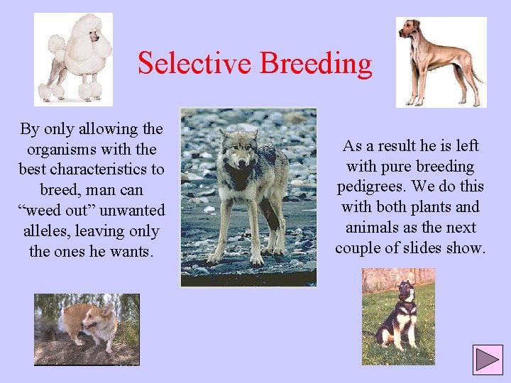 Selective Breeding By only allowing the organisms with the best characteristics to breed, man