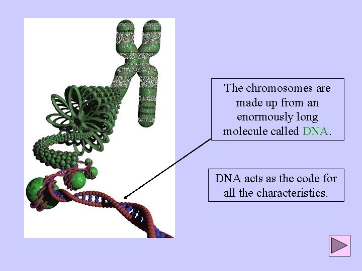 The chromosomes are made up from an enormously long molecule called DNA acts as