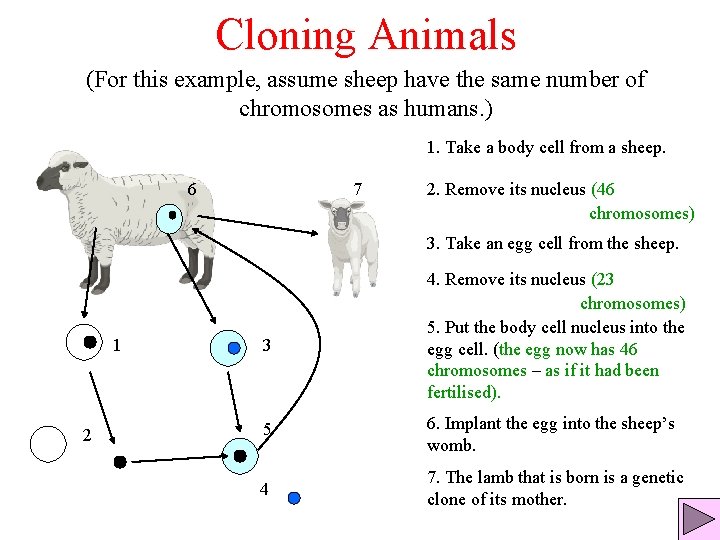 Cloning Animals (For this example, assume sheep have the same number of chromosomes as
