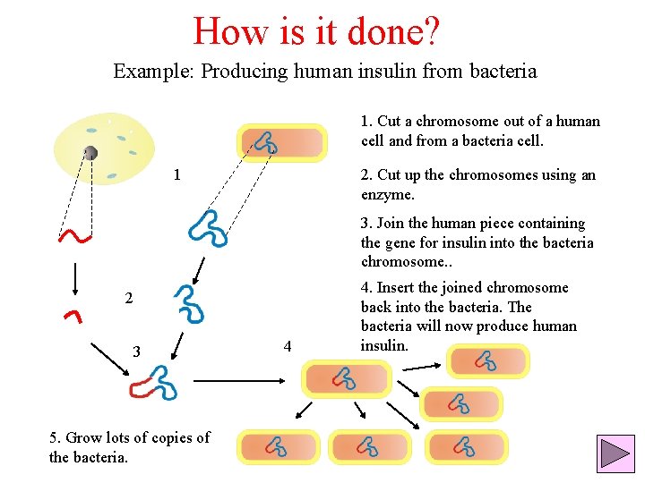 How is it done? Example: Producing human insulin from bacteria 1. Cut a chromosome