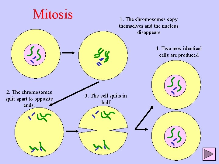 Mitosis 1. The chromosomes copy themselves and the nucleus disappears 4. Two new identical