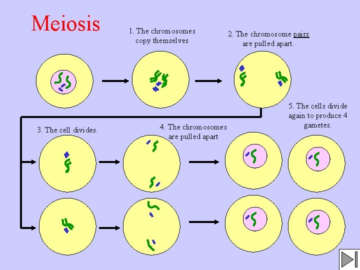 Meiosis 3. The cell divides. 1. The chromosomes copy themselves 4. The chromosomes are