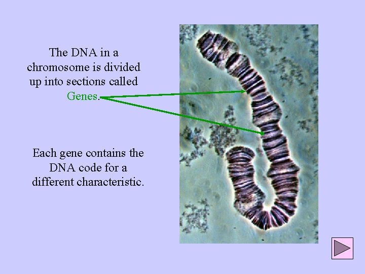 The DNA in a chromosome is divided up into sections called Genes. Each gene