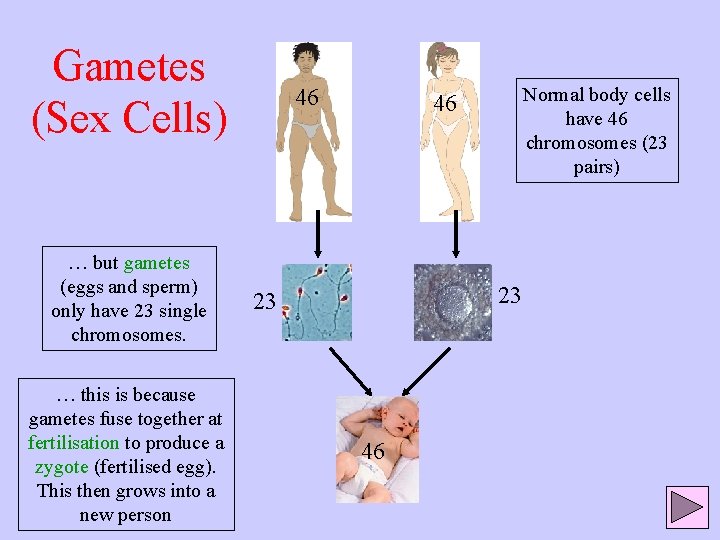 Gametes (Sex Cells) … but gametes (eggs and sperm) only have 23 single chromosomes.