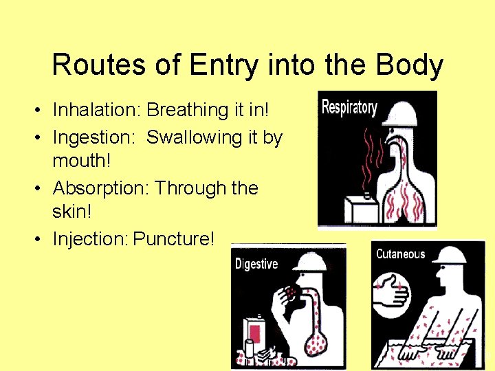 Routes of Entry into the Body • Inhalation: Breathing it in! • Ingestion: Swallowing