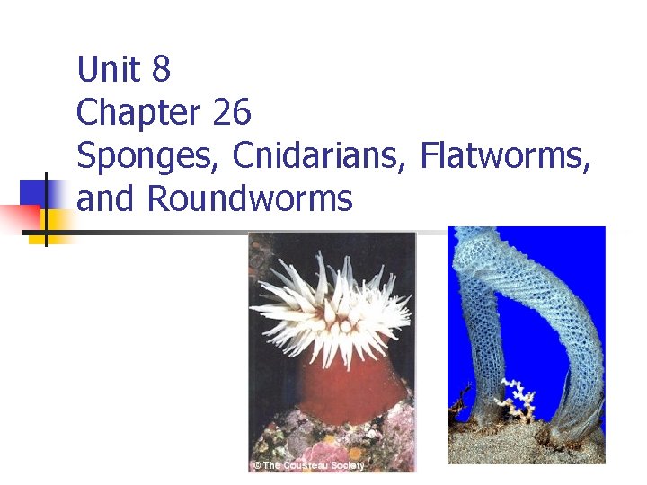 Unit 8 Chapter 26 Sponges, Cnidarians, Flatworms, and Roundworms Unit 8 Chapter 26 Sponges, Cnidarians, Flatworms, and Roundworms