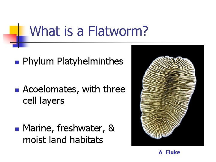What is a Flatworm? n n n Phylum Platyhelminthes Acoelomates, with three cell layers What is a Flatworm? n n n Phylum Platyhelminthes Acoelomates, with three cell layers