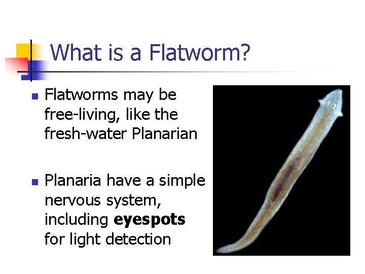 What is a Flatworm? n n Flatworms may be free-living, like the fresh-water Planarian What is a Flatworm? n n Flatworms may be free-living, like the fresh-water Planarian