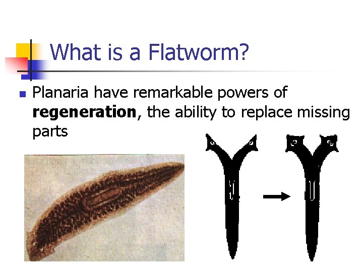 What is a Flatworm? n Planaria have remarkable powers of regeneration, the ability to What is a Flatworm? n Planaria have remarkable powers of regeneration, the ability to