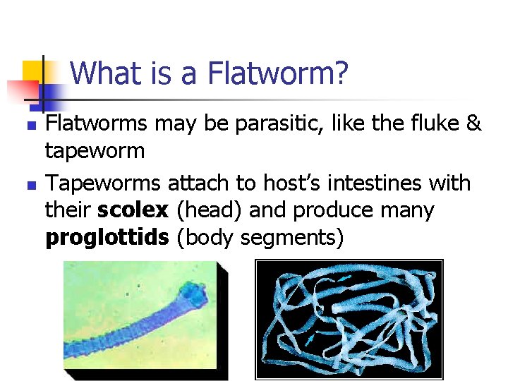 What is a Flatworm? n n Flatworms may be parasitic, like the fluke & What is a Flatworm? n n Flatworms may be parasitic, like the fluke &
