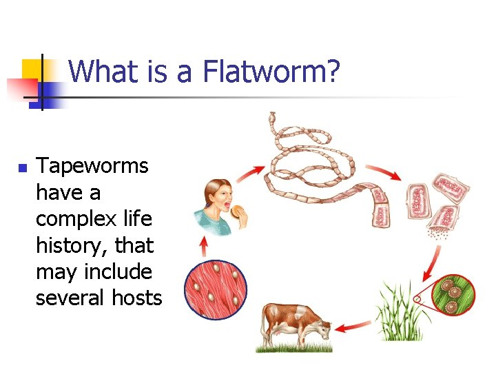 What is a Flatworm? n Tapeworms have a complex life history, that may include What is a Flatworm? n Tapeworms have a complex life history, that may include