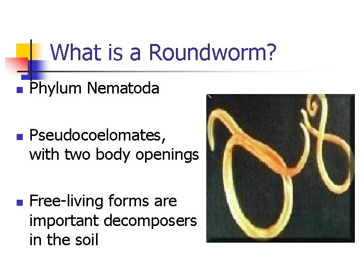 What is a Roundworm? n n n Phylum Nematoda Pseudocoelomates, with two body openings What is a Roundworm? n n n Phylum Nematoda Pseudocoelomates, with two body openings