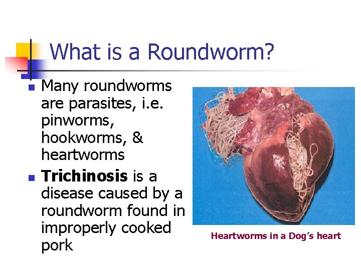What is a Roundworm? n n Many roundworms are parasites, i. e. pinworms, hookworms, What is a Roundworm? n n Many roundworms are parasites, i. e. pinworms, hookworms,