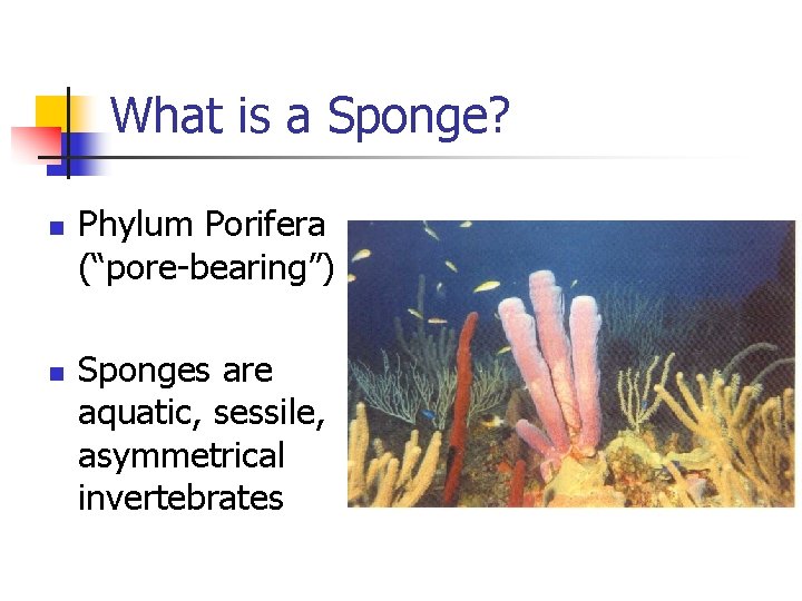 What is a Sponge? n n Phylum Porifera (“pore-bearing”) Sponges are aquatic, sessile, asymmetrical What is a Sponge? n n Phylum Porifera (“pore-bearing”) Sponges are aquatic, sessile, asymmetrical