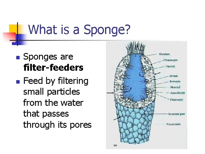 What is a Sponge? n n Sponges are filter-feeders Feed by filtering small particles What is a Sponge? n n Sponges are filter-feeders Feed by filtering small particles