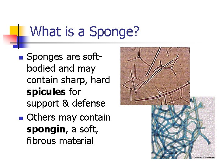 What is a Sponge? n n Sponges are softbodied and may contain sharp, hard What is a Sponge? n n Sponges are softbodied and may contain sharp, hard