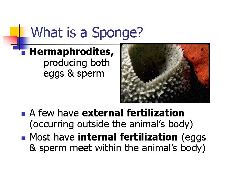 What is a Sponge? n n n Hermaphrodites, producing both eggs & sperm A What is a Sponge? n n n Hermaphrodites, producing both eggs & sperm A