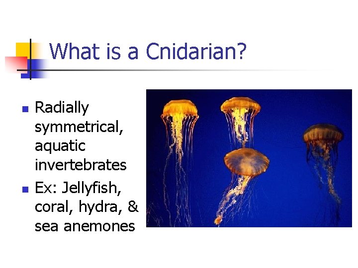 What is a Cnidarian? n n Radially symmetrical, aquatic invertebrates Ex: Jellyfish, coral, hydra, What is a Cnidarian? n n Radially symmetrical, aquatic invertebrates Ex: Jellyfish, coral, hydra,