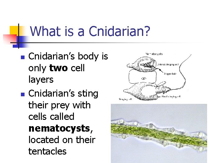 What is a Cnidarian? n n Cnidarian’s body is only two cell layers Cnidarian’s What is a Cnidarian? n n Cnidarian’s body is only two cell layers Cnidarian’s
