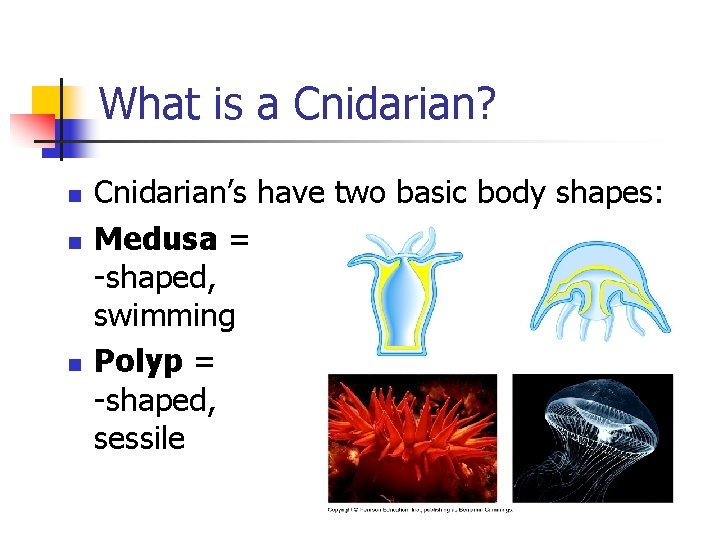 What is a Cnidarian? n n n Cnidarian’s have two basic body shapes: Medusa What is a Cnidarian? n n n Cnidarian’s have two basic body shapes: Medusa