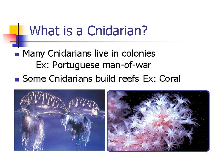 What is a Cnidarian? n n Many Cnidarians live in colonies Ex: Portuguese man-of-war What is a Cnidarian? n n Many Cnidarians live in colonies Ex: Portuguese man-of-war