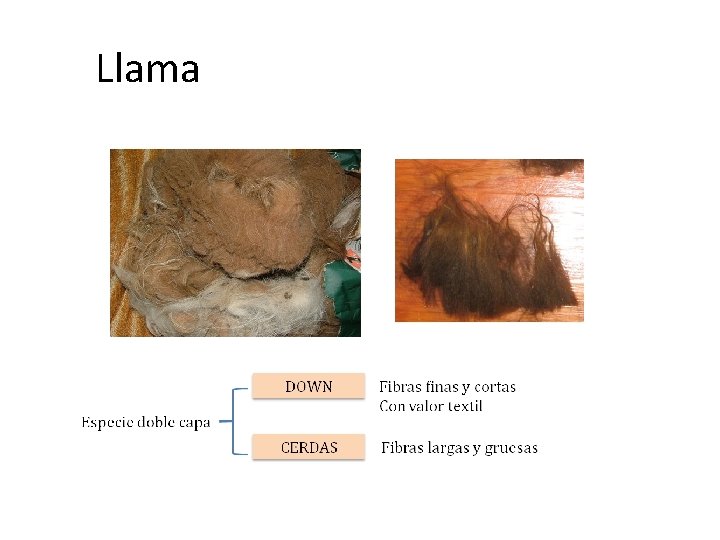 Llama 