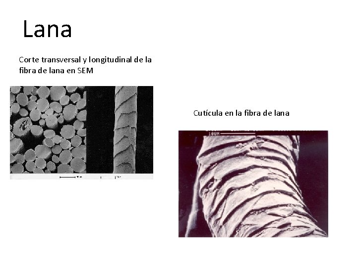 Lana Corte transversal y longitudinal de la fibra de lana en SEM Cutícula en