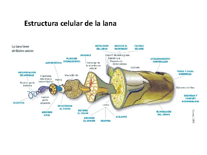 Estructura celular de la lana 