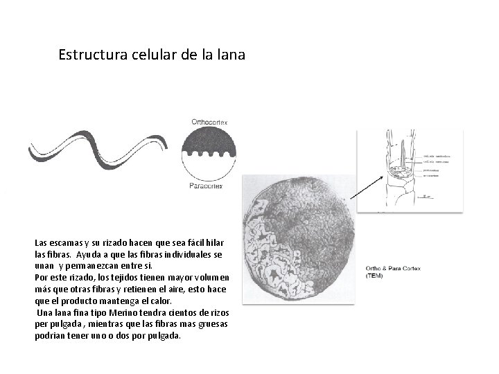 Estructura celular de la lana Las escamas y su rizado hacen que sea fácil