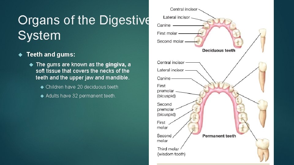 Organs of the Digestive System Teeth and gums: The gums are known as the