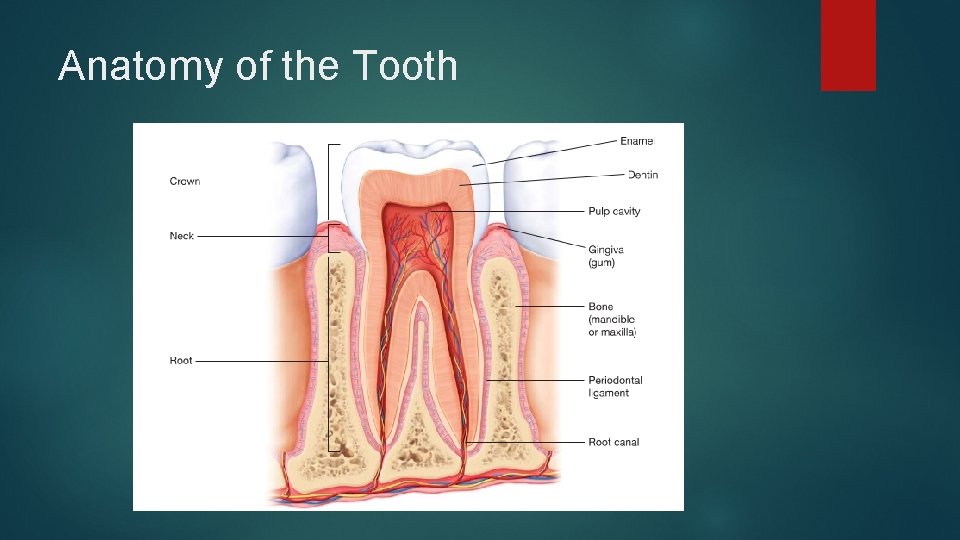 Anatomy of the Tooth 