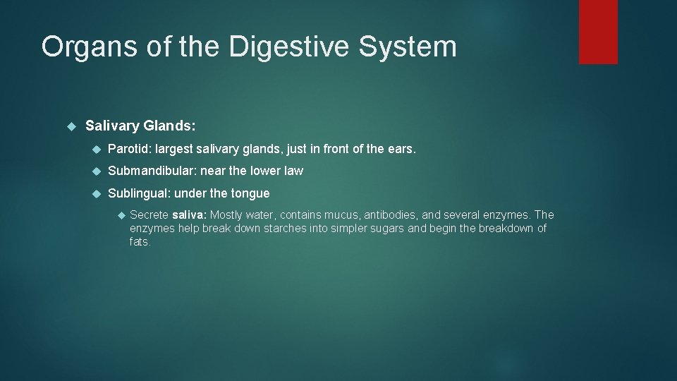 Organs of the Digestive System Salivary Glands: Parotid: largest salivary glands, just in front