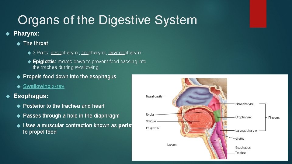 Organs of the Digestive System Pharynx: The throat 3 Parts: nasopharynx, oropharynx, laryngopharynx Epiglottis: