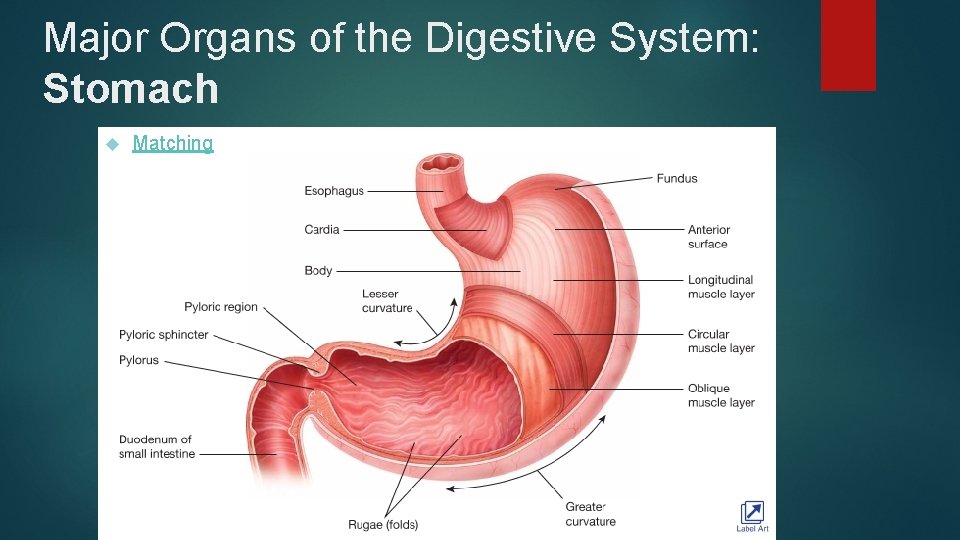 Major Organs of the Digestive System: Stomach Matching 
